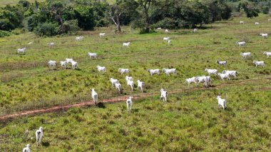Beyaz inekler otlayan sığırlar için çayır alanı.