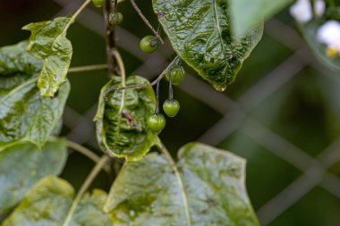 Solanum paniklemesi türünün çiçek açan bitkisi. Jurubeba olarak da bilinir. Brezilya 'nın hemen hemen her yerinde yaygın bir itüzümü.