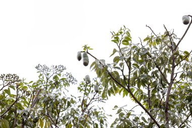 Seçici odaklı Hymenaea türünün meyveleriyle kokuşmuş parmak ağacı.