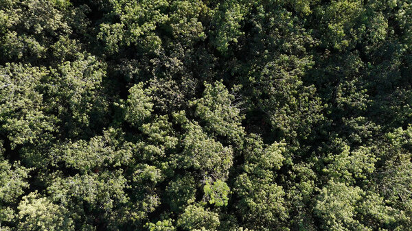 Aerial image of rubber tree forest for latex extraction