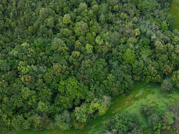 Close-up aerial view of stream riparian forest