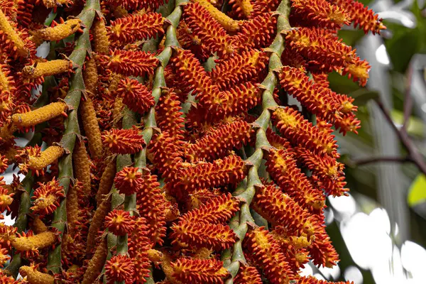 stock image flowers of the buriti palm tree with selective focus