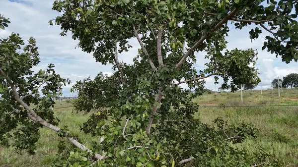 Hymenaea stigonocarpa türünün meyveleriyle kokuşmuş parmak ağacı