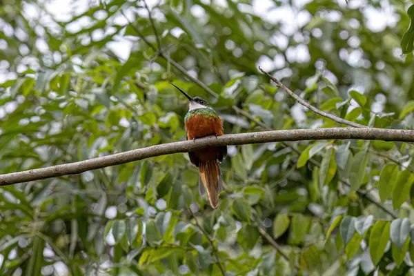 stock image Animal Rufous-tailed Jacamar Bird of the species Galbula ruficauda