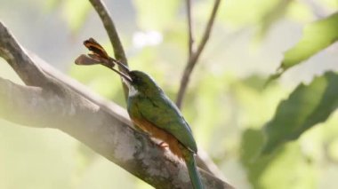 Cassilandia 'daki Cachoeira doğal turist bölgesinin havadan görüntüsü.