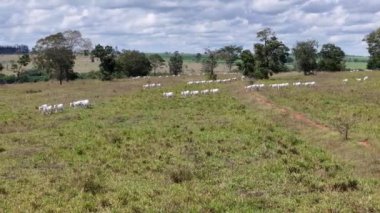 Beyaz inekler otlayan sığırlar için çayır alanı.