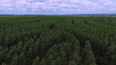 Okaliptüs ağaçları yetiştirmek için tasarlanmış tarım ormanları.