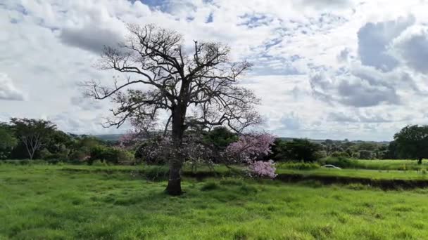 Hedvábná Kaše Strom Druhu Ceiba Speciosa — Stock video