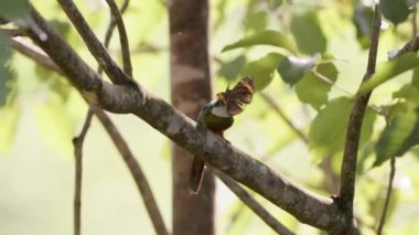 Rufous kuyruklu hayvan türü Galbula ruficauda, Opsiphanes cinsinin kelebeğini avlar.