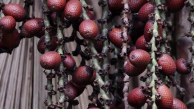 buriti palmiyesi seçici odak ile yakın plan