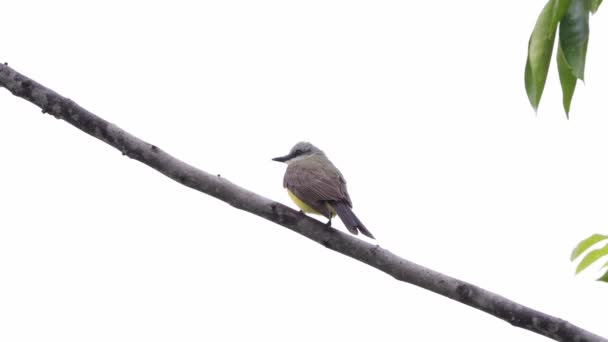 Tropical Kingbird Animal Species Tyrannus Melancholicus — Stock Video