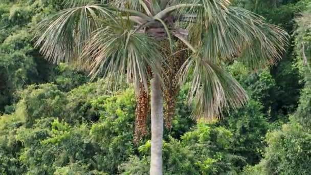 Luchtfoto Van Vruchten Van Buriti Palmboom — Stockvideo