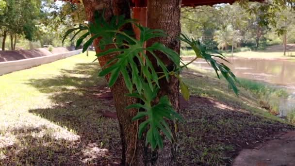 Φυτά Του Είδους Thaumatophyllum Bipinnatifidum — Αρχείο Βίντεο