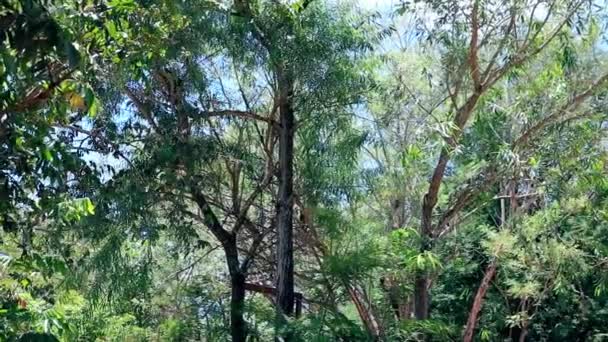 森林里的树 小猴子穿过头顶上的树枝 — 图库视频影像