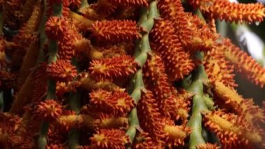 buriti palmiyesi seçici odak ile yakın plan
