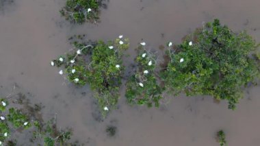 Itaja Goias 'taki Ribeirao Sao Joao deresinde küçük bir bataklık.