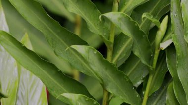 Hedychium koronaryum türünün Beyaz Zencefil Çiçeği Bitkisi