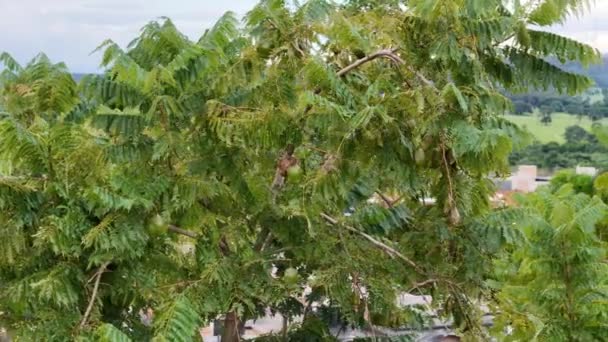 Árbol Jacaranda Azul Frutos Especie Jacaranda Mimosifolia — Vídeos de Stock