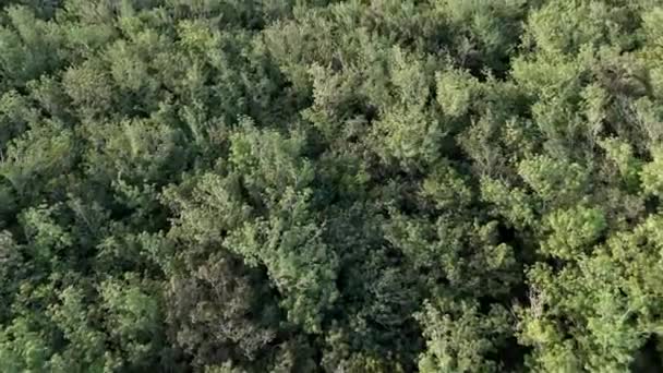 Luftbild Des Gummibaumwaldes Zur Latexgewinnung — Stockvideo