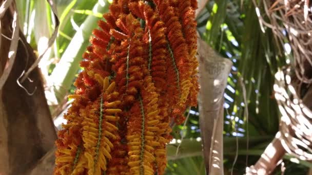 Mannelijke Bloemen Van Buriti Palmboom Met Bijen — Stockvideo