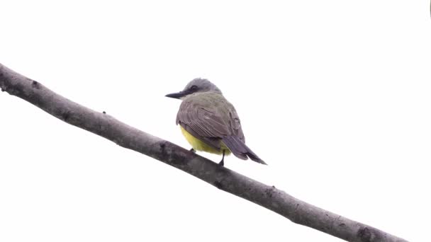 Tropical Kingbird Animal Species Tyrannus Melancholicus — Stock Video
