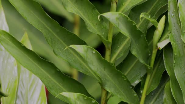 Witte Gember Bloemplant Van Soort Hedychium Coronarium — Stockvideo