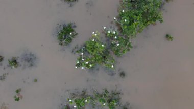 Itaja Goias 'taki Ribeirao Sao Joao deresinde küçük bir bataklık.