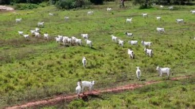 Beyaz inekler otlayan sığırlar için çayır alanı.