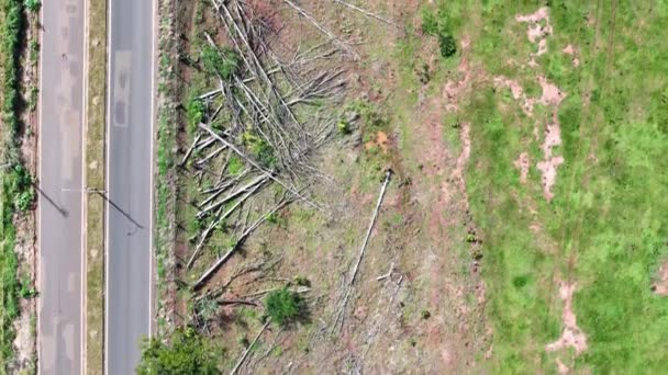 Vista Aérea Troncos Eucalipto Árvores Derrubadas Lado Estrada — Vídeo de Stock