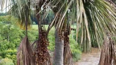 Buriti palmiyesinin meyvelerinin hava görüntüsü