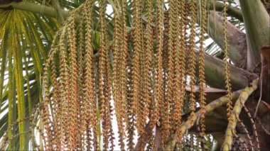 buriti palmiyesi seçici odak ile yakın plan