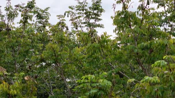 Drzewo Palczaste Owocami Gatunku Hymenaea Courbaril — Wideo stockowe