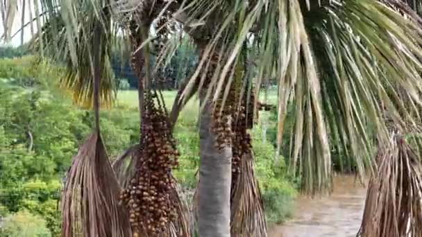 부리티 야자수 나무의 과일의 이미지 — 비디오