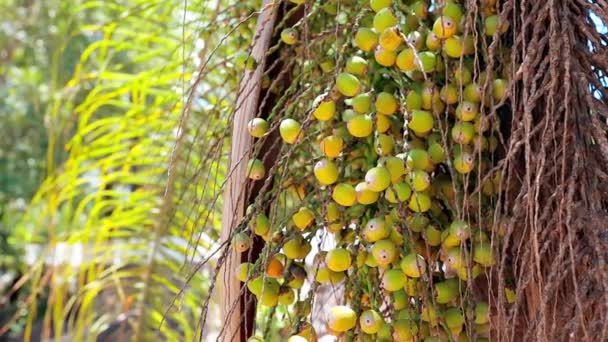 Drzewo Palmowe Królowej Owoce Gatunku Syagrus Romanzoffiana — Wideo stockowe