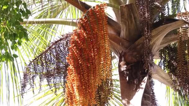 Mannelijke Bloemen Van Buriti Palmboom Met Bijen — Stockvideo