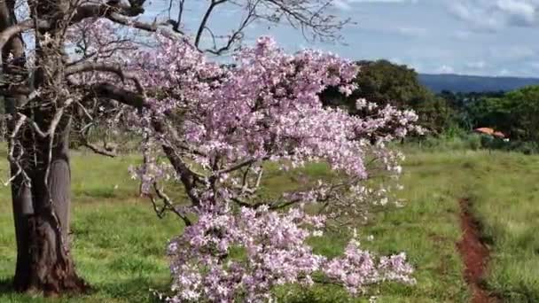 種の絹花木 Ceiba Speciosa — ストック動画
