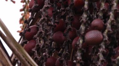 buriti palmiyesi seçici odak ile yakın plan