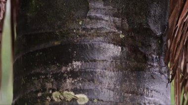 buriti palmiyesi seçici odak ile yakın plan