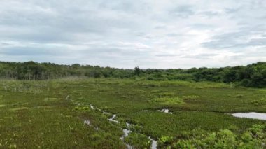Itaja Goias 'taki Ribeirao Sao Joao deresinde küçük bir bataklık.