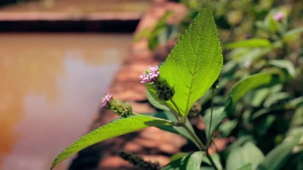 Ternate Lantana Rostlina Druhu Lantana Trifolia — Stock video