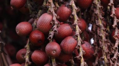 buriti palmiyesi seçici odak ile yakın plan
