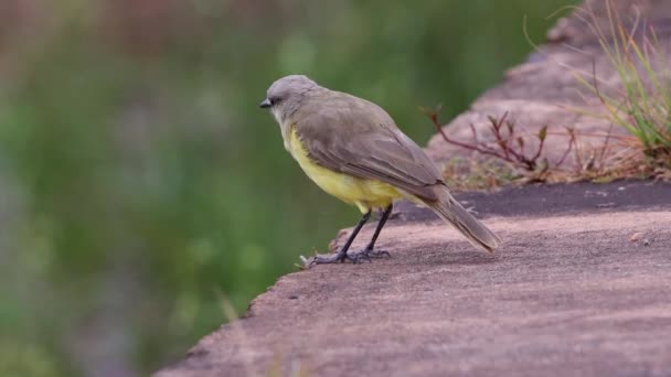 Felnőtt Szarvasmarha Tyrant Bird Species Machetornis Rixosa — Stock videók