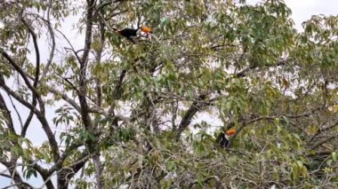 Ramphastos toco türünün yetişkin tukanları