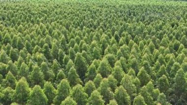 Okaliptüs ağaçları yetiştirmek için tasarlanmış tarım ormanları.