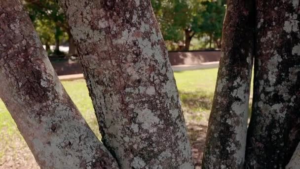 Oiti Türünün Ağaç Gövdesi Liken Dolu — Stok video