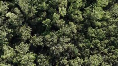 Lateks çıkartma için kauçuk ağaç ormanının hava görüntüsü