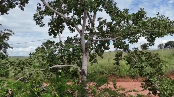 Stinkingtoe Drzewo Owocami Gatunku Hymenaea Stigonocarpa — Wideo stockowe