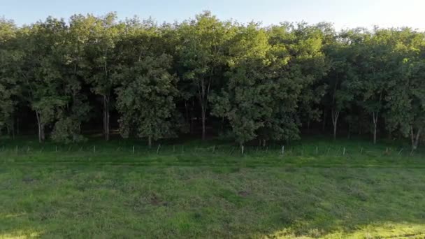 Letecký Snímek Pralesa Gumových Stromů Pro Extrakci Latexu — Stock video