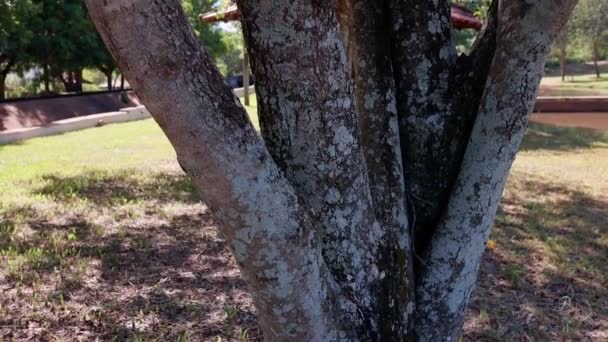 Oiti Türünün Ağaç Gövdesi Liken Dolu — Stok video