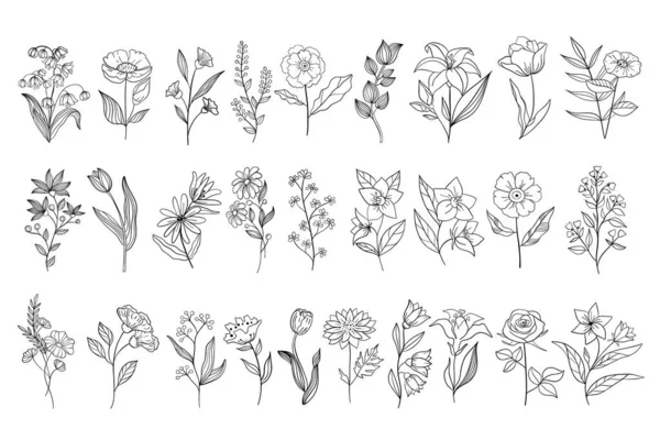 白地に手描きの巻き草や花をセット 植物図 装飾的な花の絵 — ストックベクタ